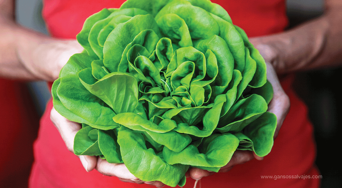 Alimentación preventiva anticáncer de mama. Odile Fernández