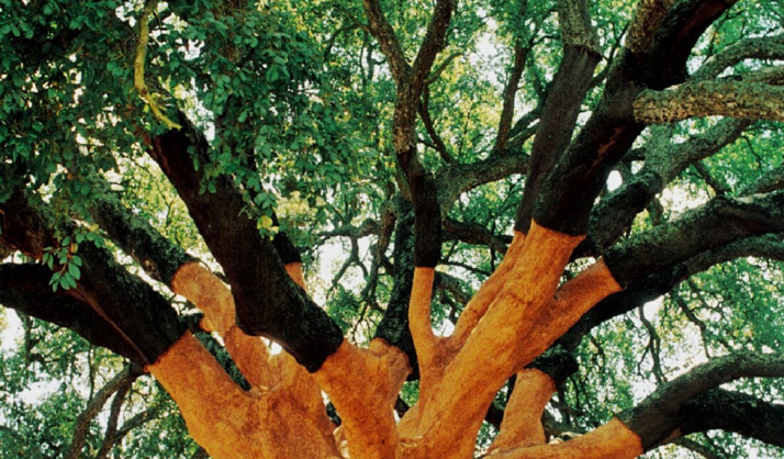 Lo último, accesorios de corcho. Viernes Sostenibles