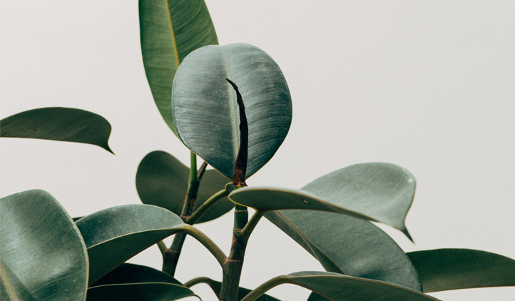 Belleza y sostenibilidad van de la mano